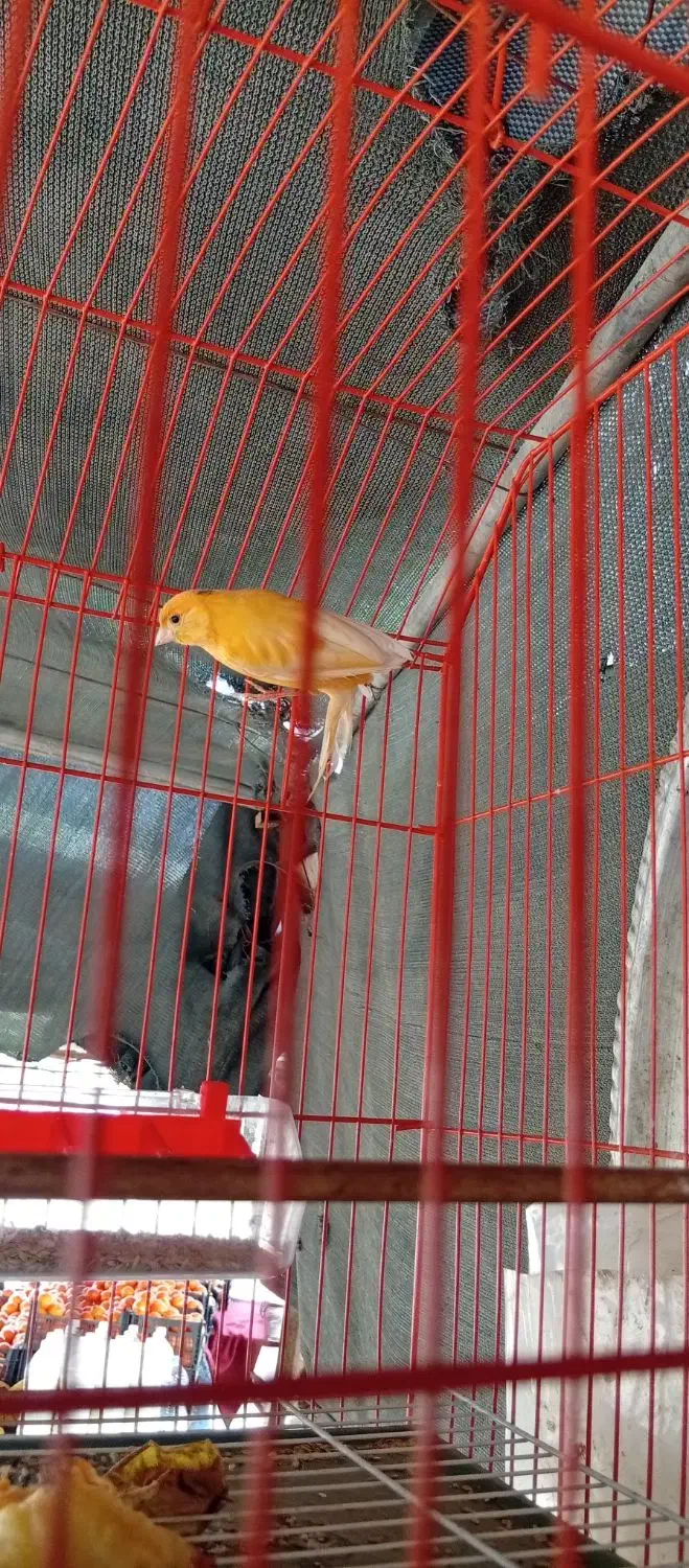 قناری|پرنده|سوسنگرد, |دیوار