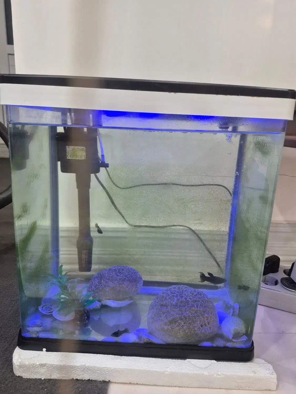 آکواریوم|ماهی|بندر کنگان, |دیوار