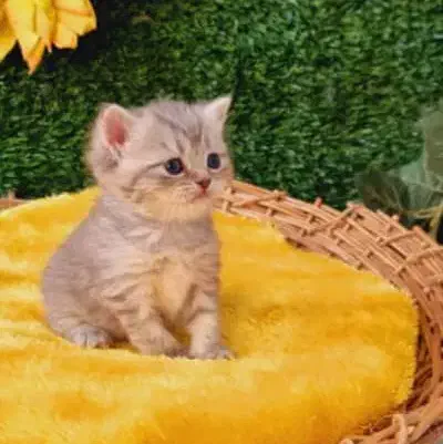 بریتیش چینچیلای سیلور|گربه|قم, باسکول|دیوار