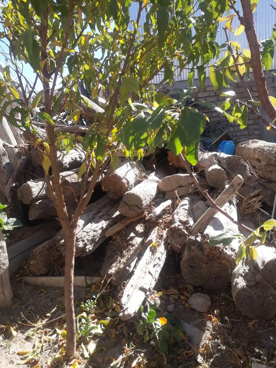 تعدادی درخت سالم و کهنه برای فروش|مصالح و تجهیزات ساختمان|خلخال, |دیوار