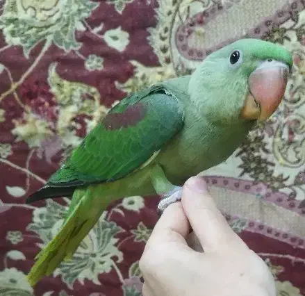 جوجه شاه طوطی|پرنده|تبریز, |دیوار