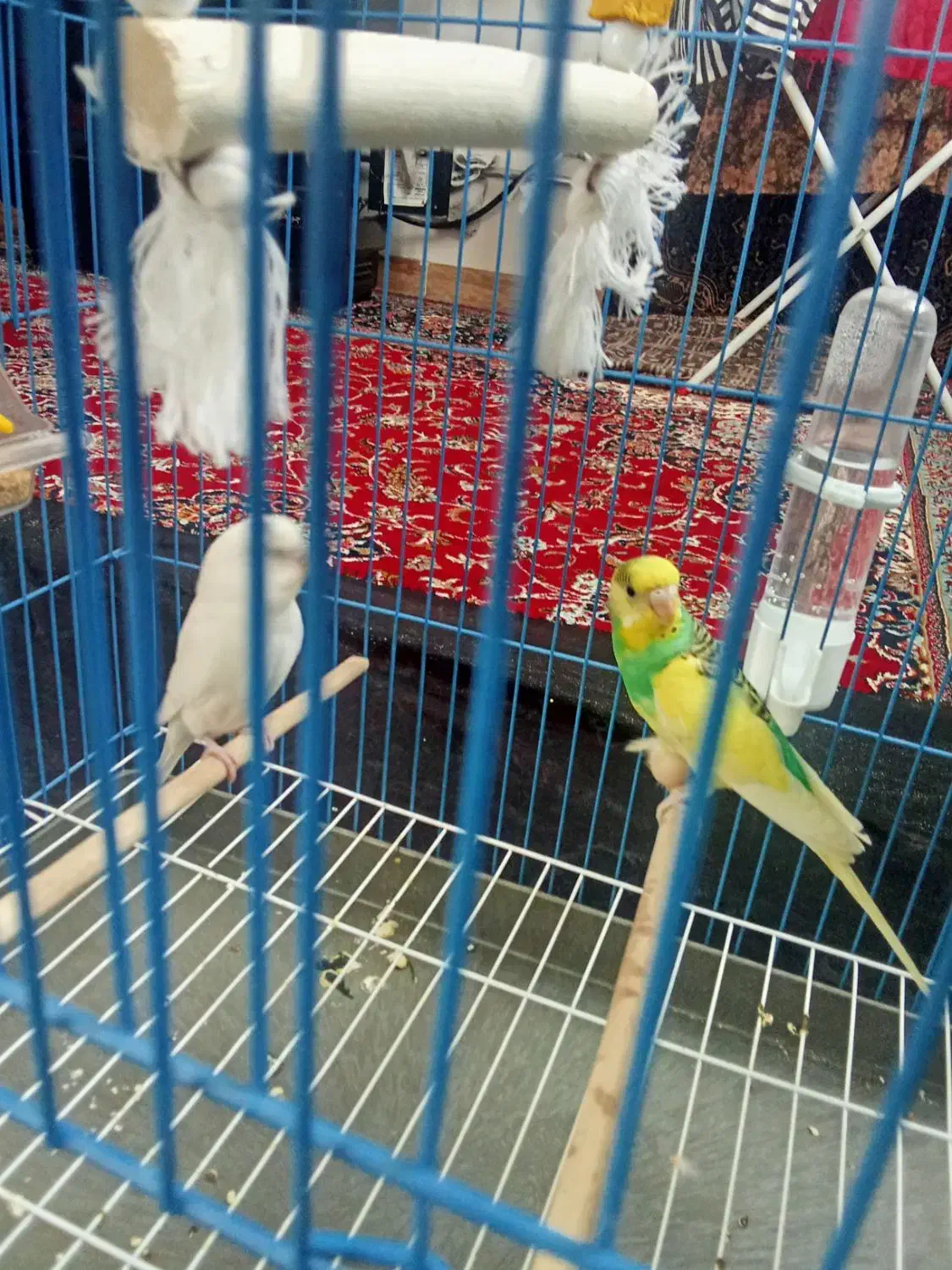 مرغ عشق سالم|پرنده|سقز, |دیوار