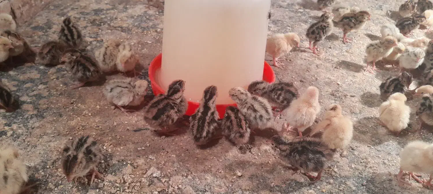 فروش جوجه بلدرچین ۳روزه ومرغ سلطان|حیوانات مزرعه|باوی, |دیوار