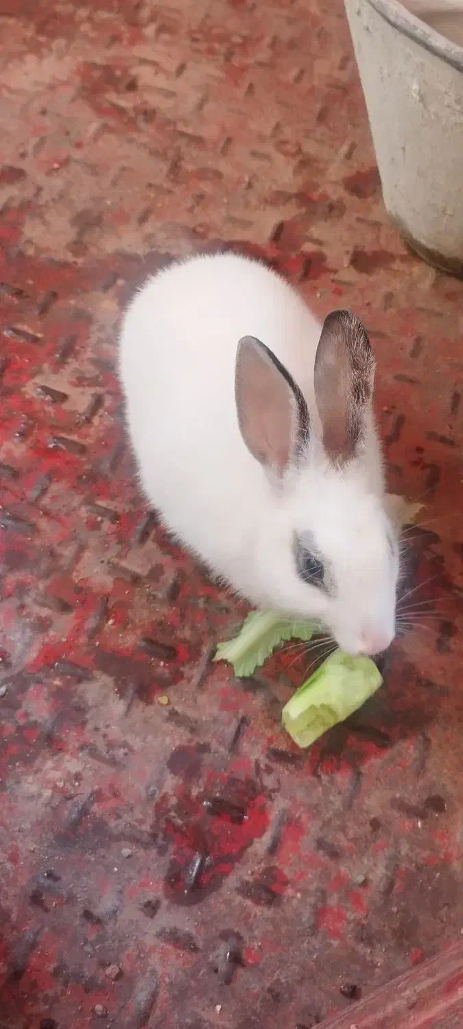 خرگوش دستی|موش و خرگوش|قم, در بهشت|دیوار