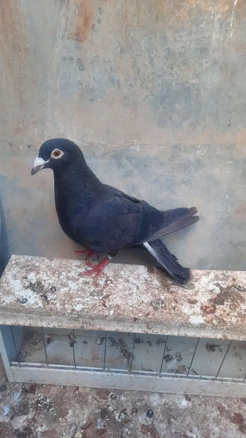 خال چپ و زاغ صید و سینه سیاه|پرنده|مشهد, نیزه|دیوار