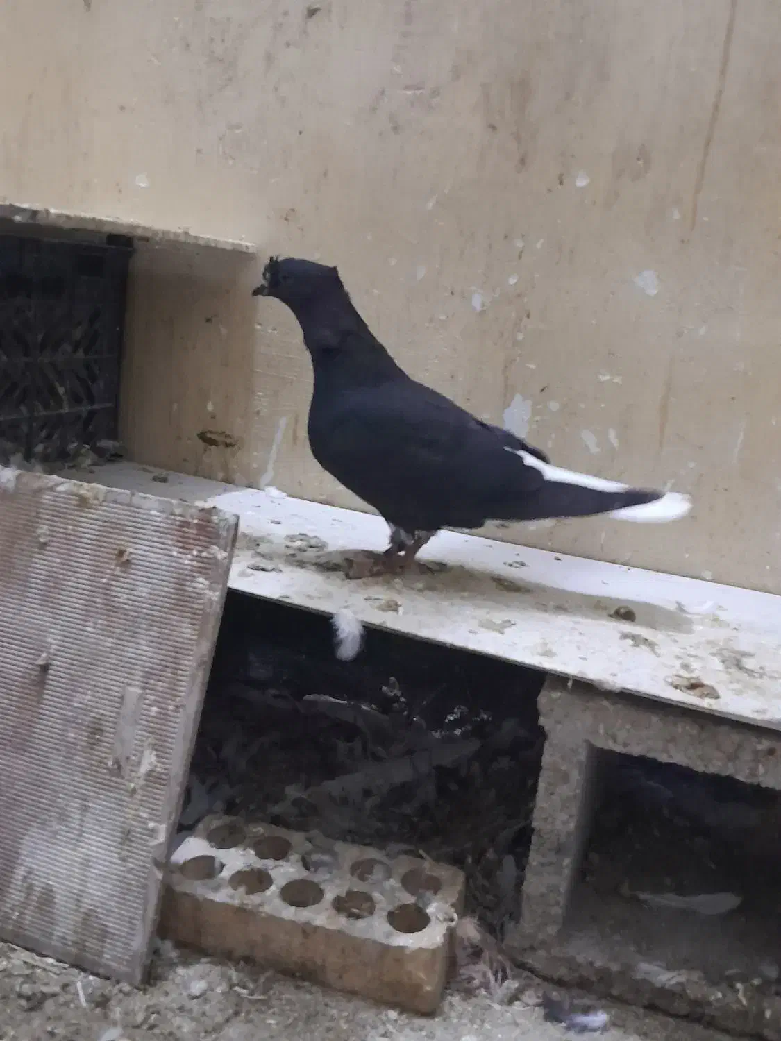 شیخ بحرینی ، اشعل|پرنده|بندر ماهشهر, |دیوار