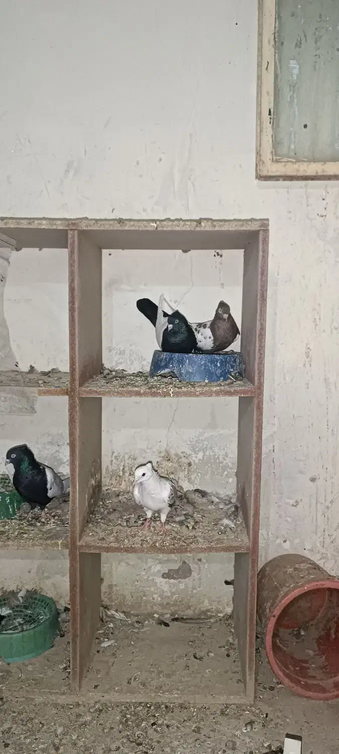 کفتر رنگه|پرنده|تایباد, |دیوار