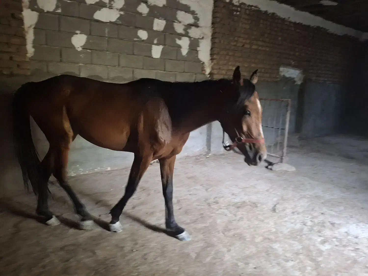 اسب جوان ۳ ساله مادیان|اسب و تجهیزات اسب‌سواری|گرمسار, |دیوار