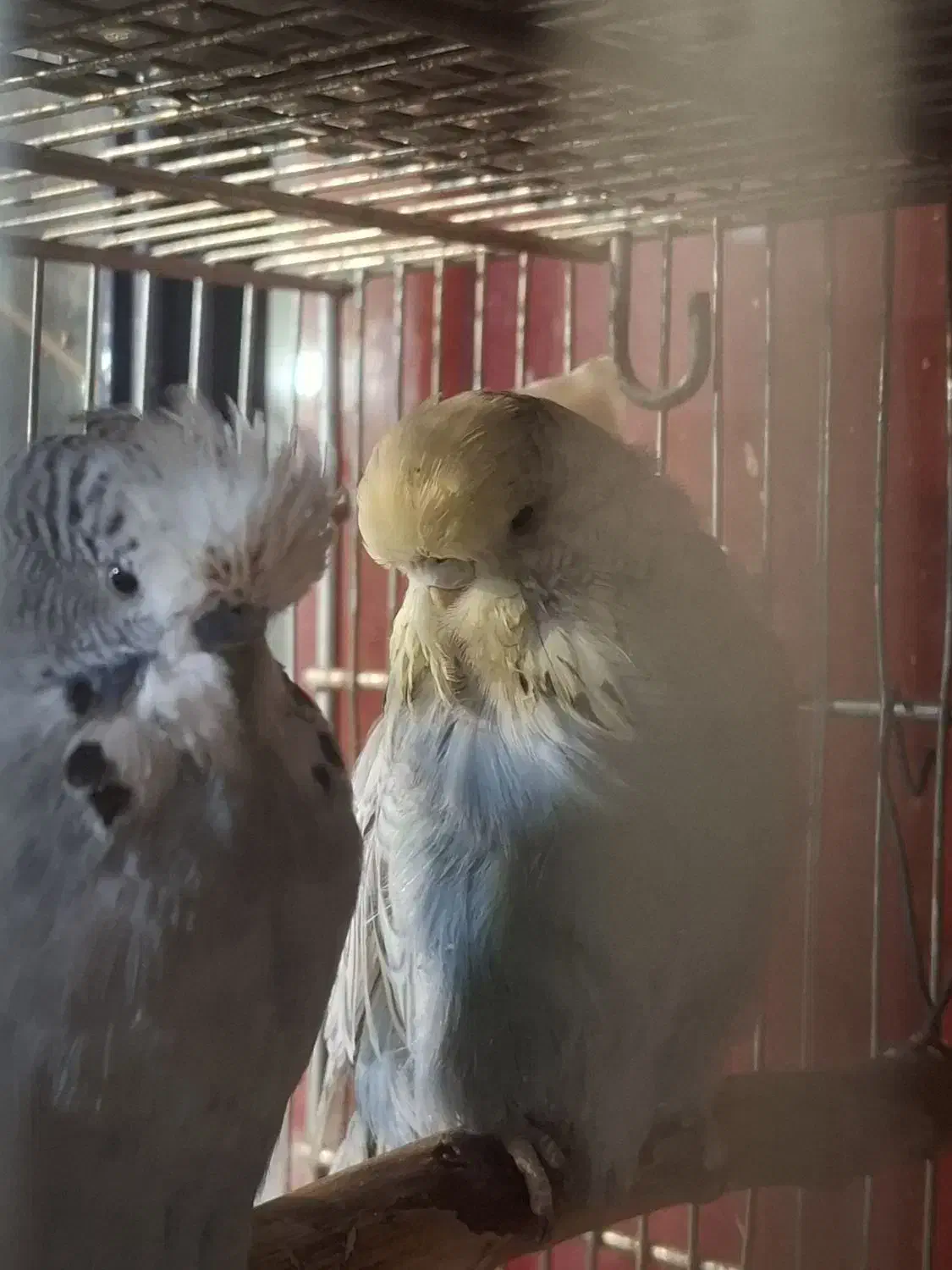 مرغ عشق گریدa|پرنده|تهران, میدان میوه و تره‌بار مرکزی|دیوار