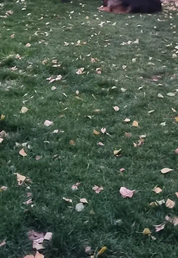 سرایدار آشنا به باغبانی ایرانی|استخدام سرایداری و نظافت|تهران, دربند|دیوار