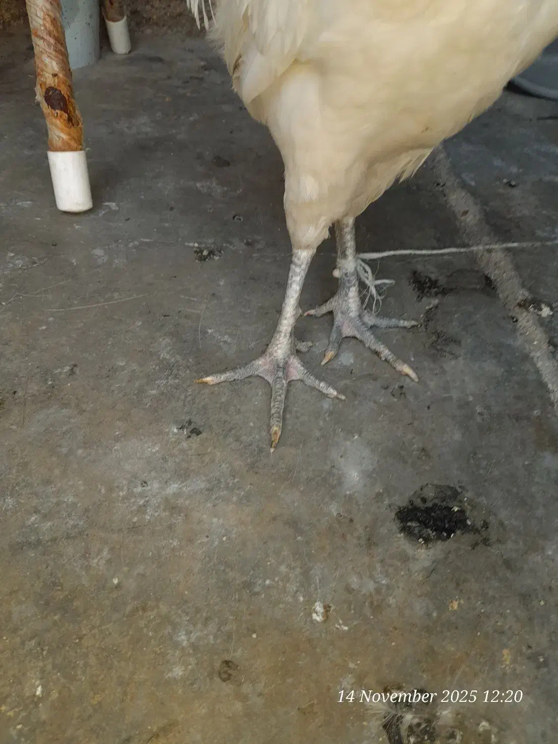 خروس لری ریشو اصیل|حیوانات مزرعه|مسجد سلیمان, |دیوار