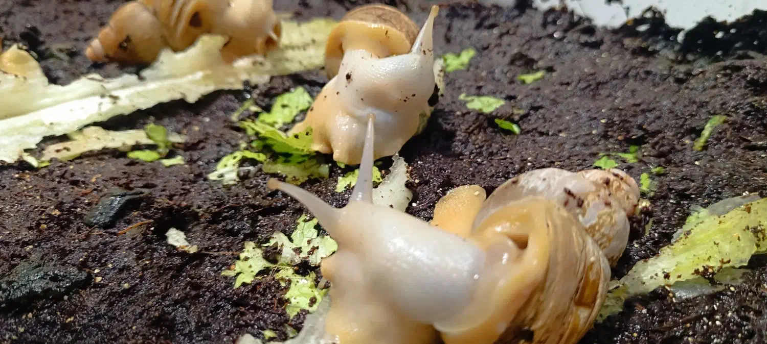 فروش حلزون مولد|خزنده|یزد, |دیوار