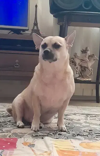 سگ ۵ ساله نر|سگ|مشهد, استاد یوسفی (شهرک غرب)|دیوار