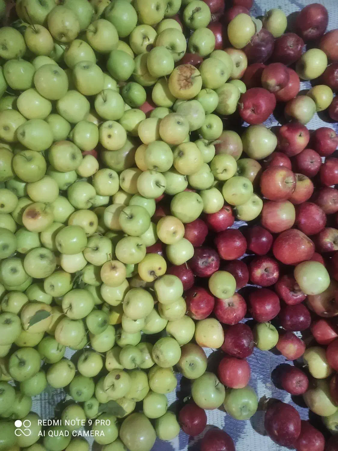 سیب زیر درختی و رو درختی|خدمات باغبانی و درختکاری|مرند, |دیوار