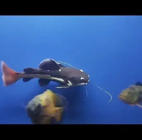 ماهی رد تیل بزرگ|ماهی|محمدیه-قزوین, |دیوار