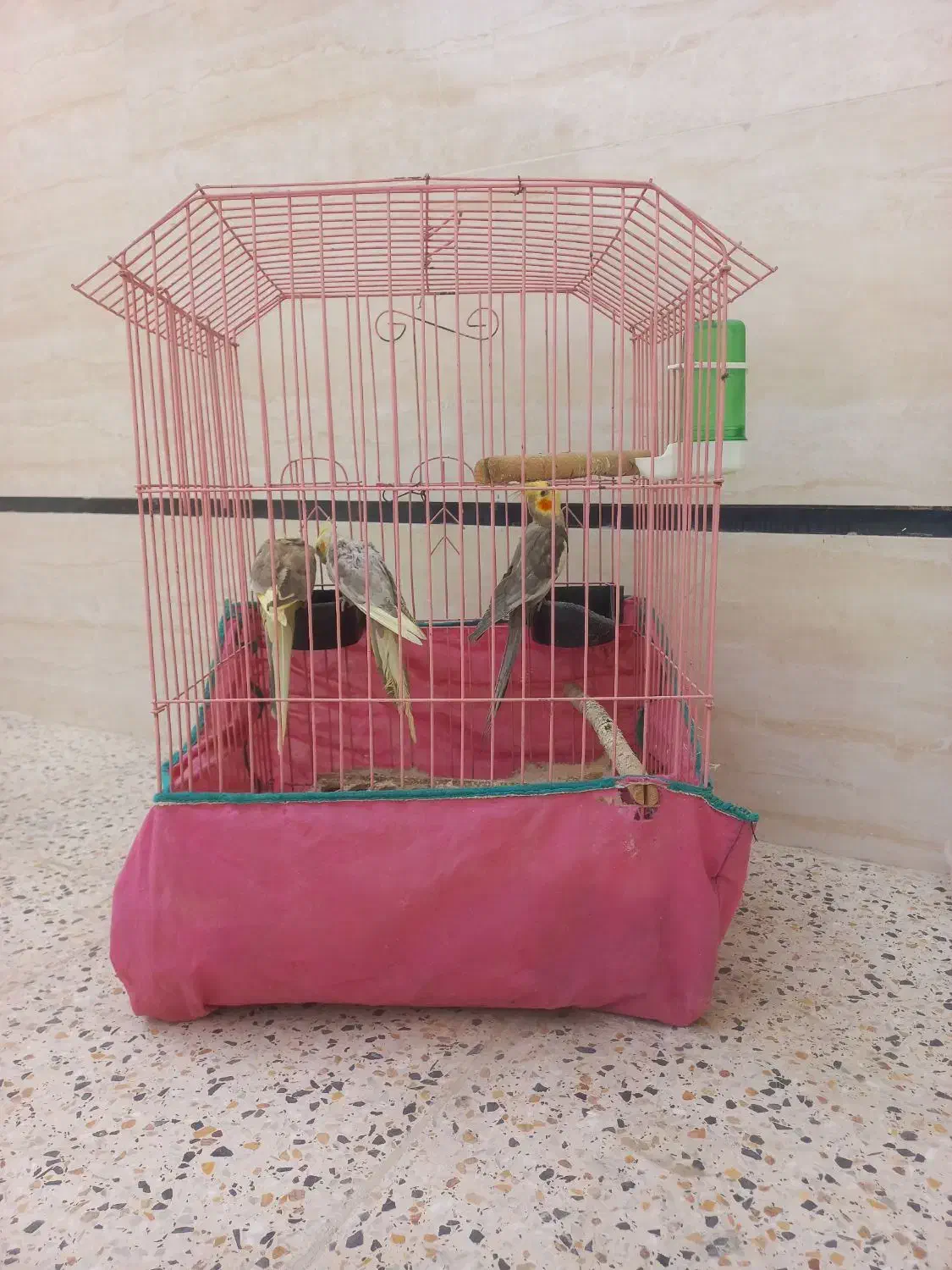 سه عدد عروس هلندی با قفس و آبخوری و دونخور|پرنده|خمینیشهر, |دیوار