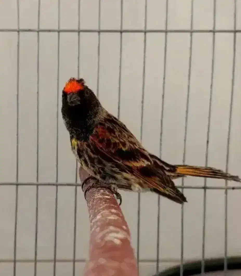 گلبسر نر دهن سهره|پرنده|خاش, |دیوار