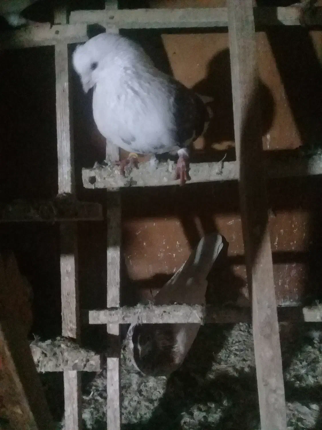 کبوتردوبال قرمز نر|پرنده|لاهیجان, بازکیاگوراب|دیوار