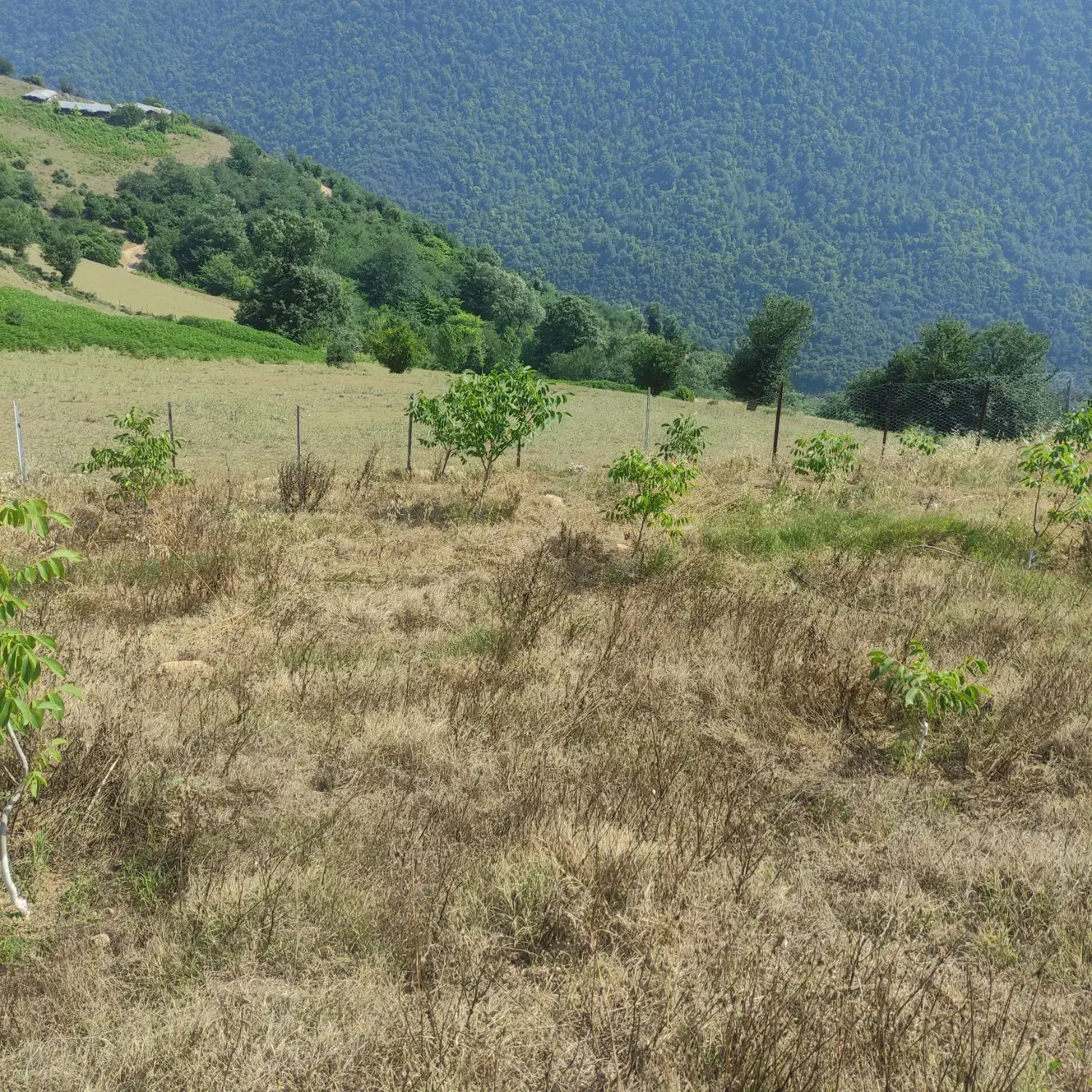 فروش باغ گردو 10500متر|فروش دفتر صنعتی، کشاورزی، تجاری|پل سفید, |دیوار