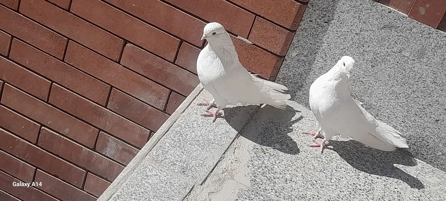 کبوتر تضینی|پرنده|بافت, |دیوار