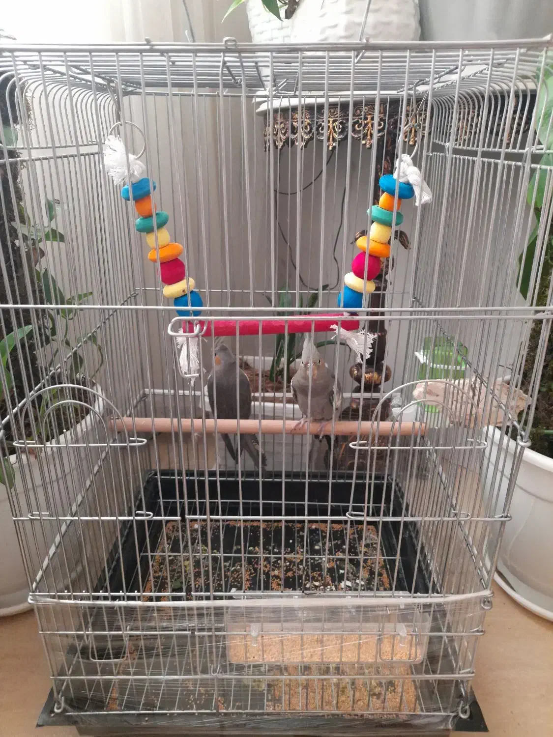 عروس هلندی|پرنده|اسلام‌شهر, مسکن مهر اسلاشهر (شهرک امام خمینی)|دیوار