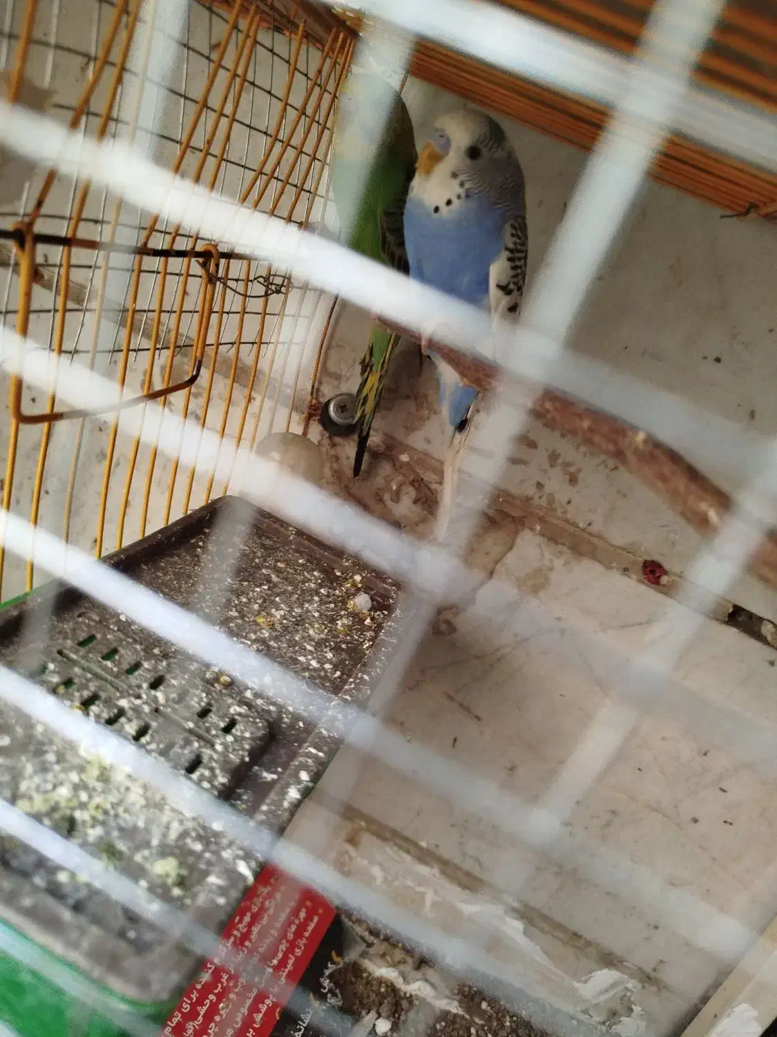 یک جفت مرغ عشق|پرنده|تهران, افسریه شمالی|دیوار