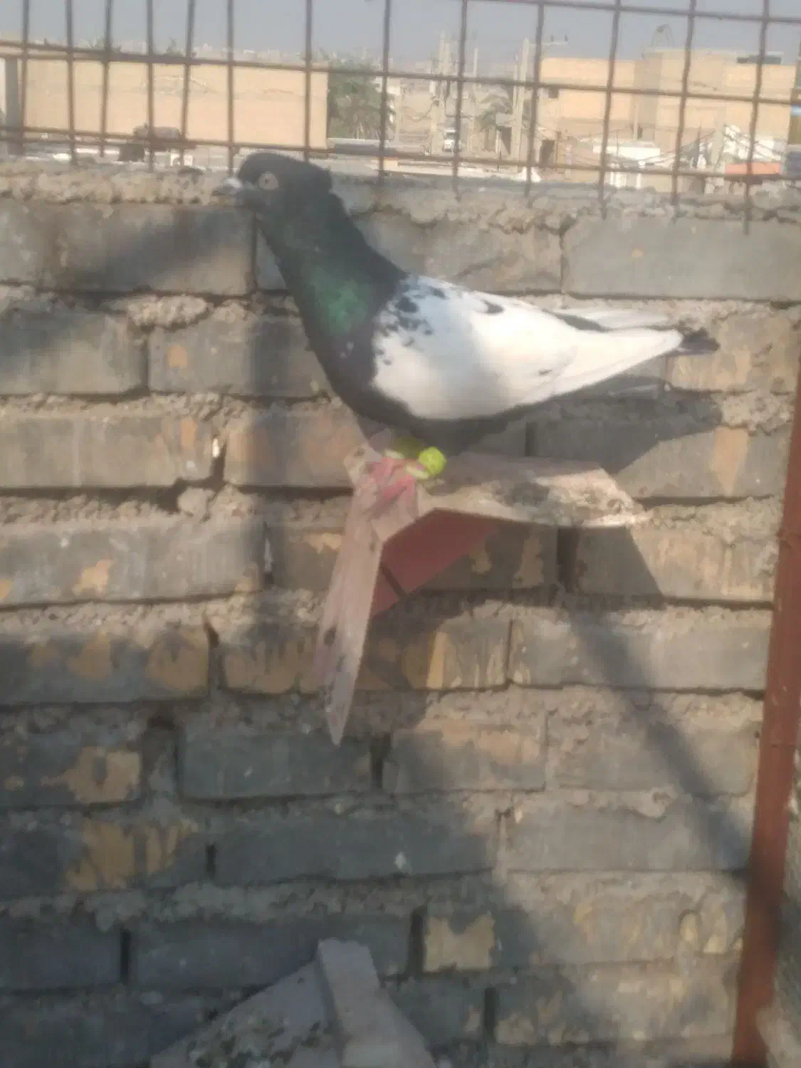 کفتر|پرنده|اهواز, علی آباد|دیوار