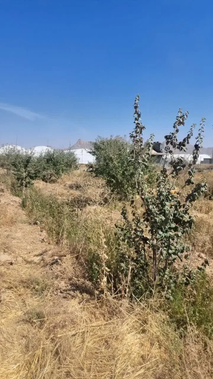 باغ ۸۰۰ متری|فروش زمین و ملک کلنگی|دهاقان, |دیوار