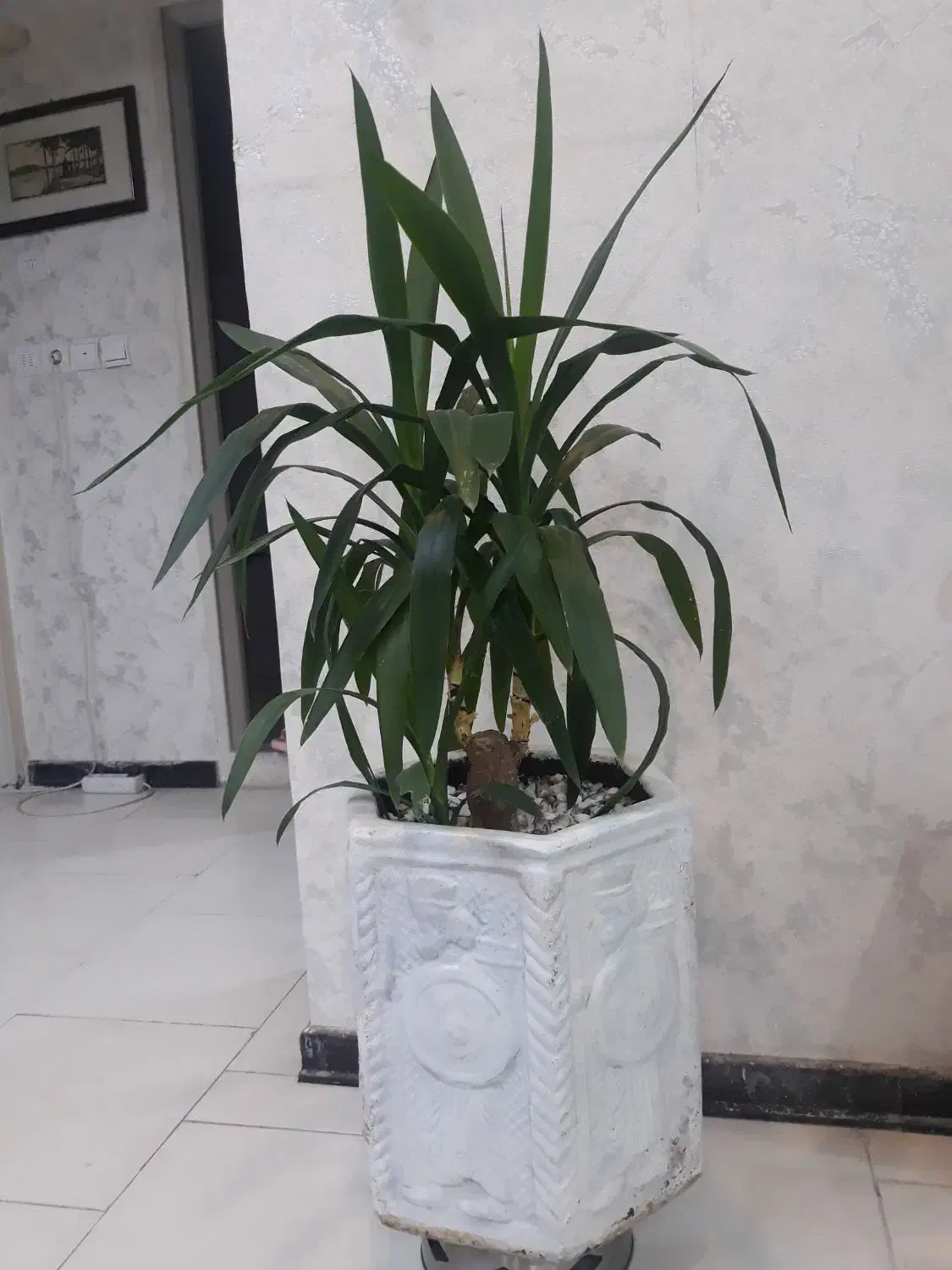 گل  طبیعی|گل و گیاه طبیعی|فولادشهر, مسکن مهر فولادشهر|دیوار