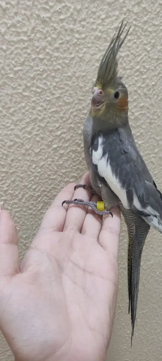 جوجه عروس هلندی|پرنده|شاهینشهر, حافظ جنوبی|دیوار