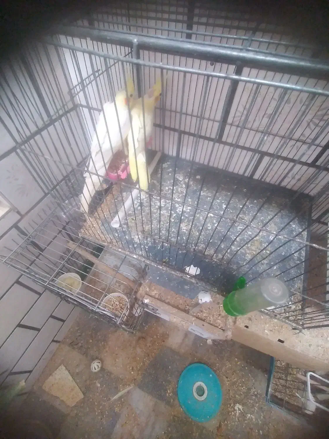 یکجف عروس نروماده مولد ودوعدد جوجه سرلاکی|پرنده|خمین, |دیوار