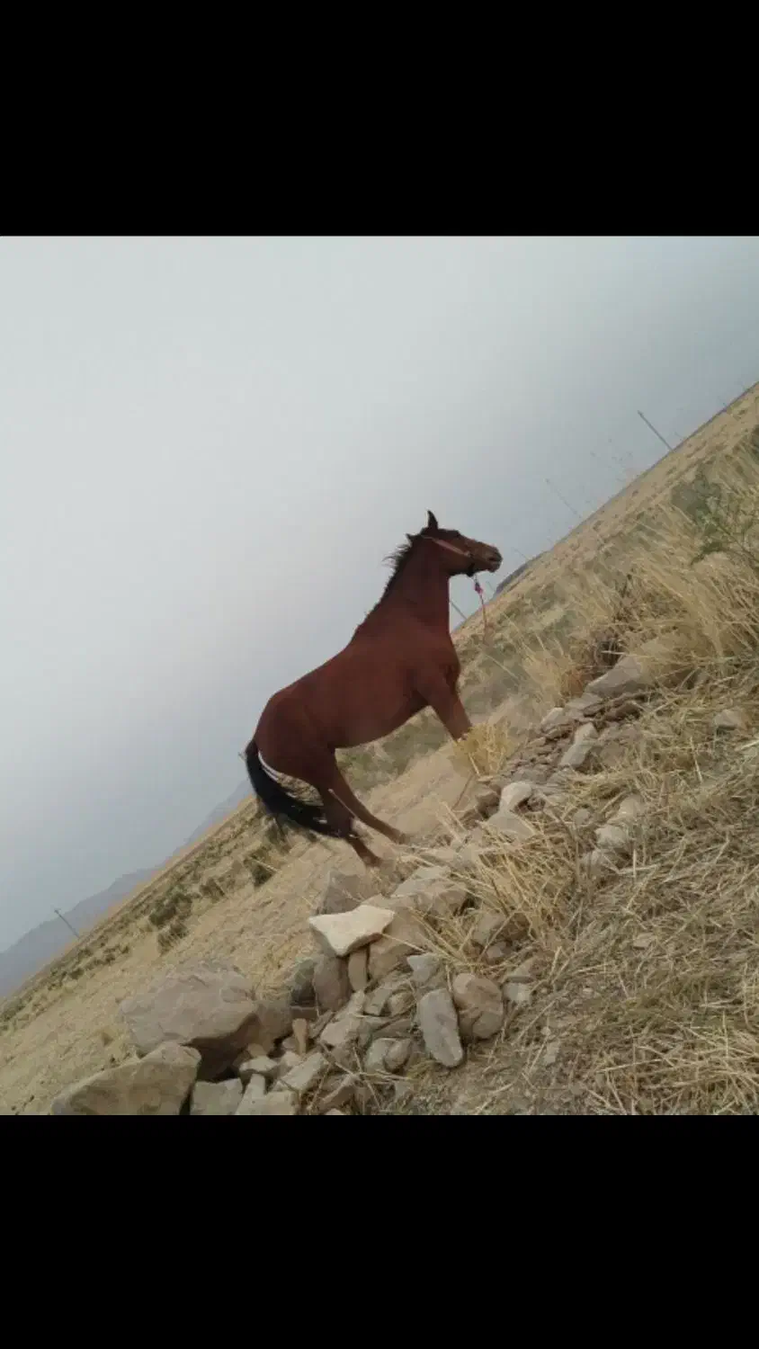 مادیان کورد ۴ساله|اسب و تجهیزات اسبسواری|سرپل ذهاب, |دیوار
