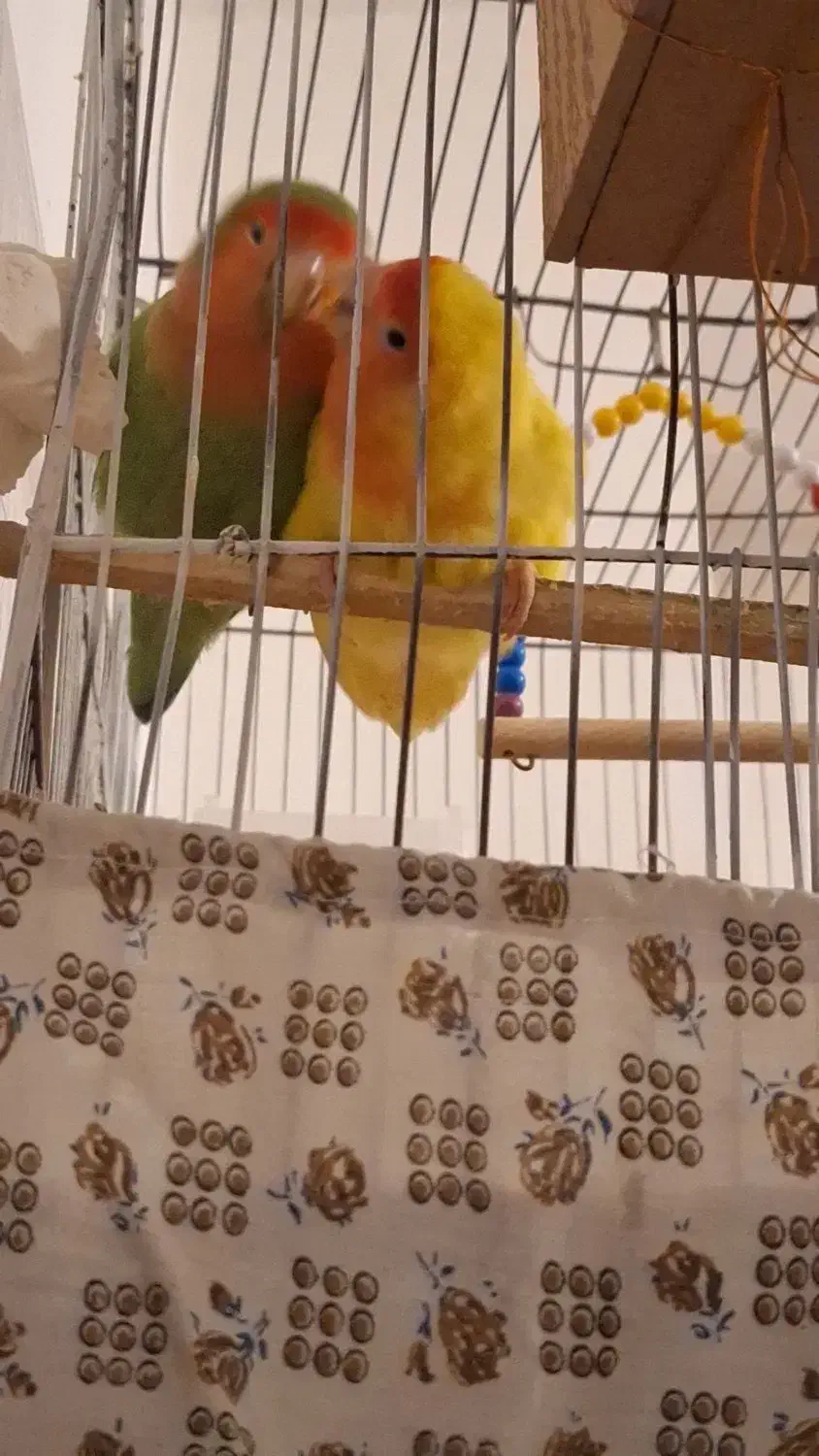 طوطی برزیلی|پرنده|ارومیه, |دیوار