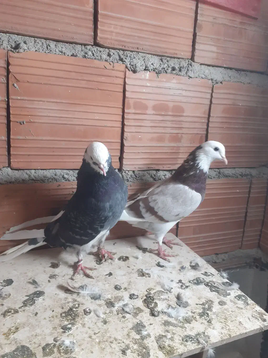 شازده پرشی|پرنده|گرگان, |دیوار