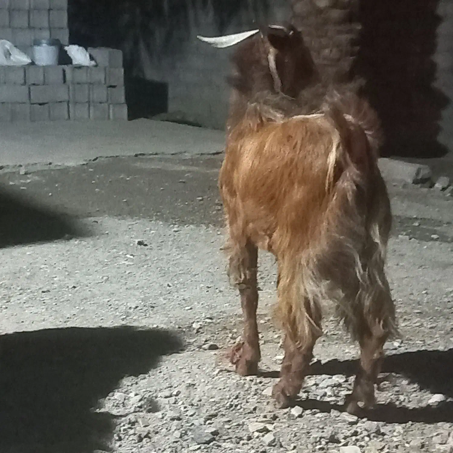 نری رشتی|حیوانات مزرعه|فهرج, |دیوار