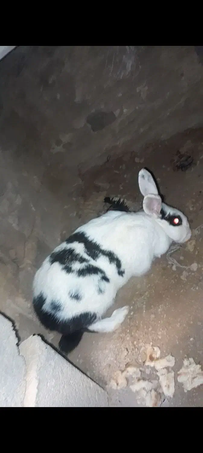 mamamamama|موش و خرگوش|آبکوه, |دیوار