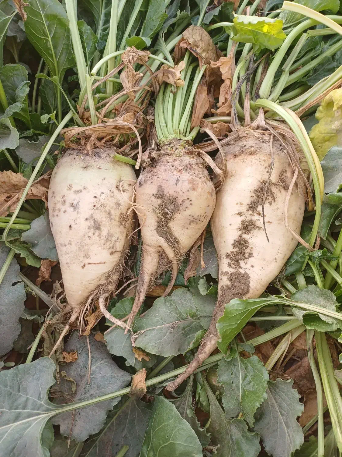 چغندر علوفه ای برای دامدار|عمده‌فروشی|چناران, |دیوار