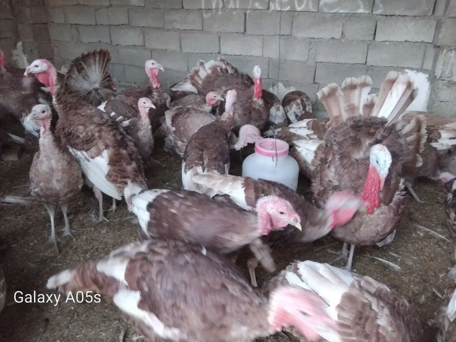 بوقلمون محلی درجه1*|حیوانات مزرعه|صحنه, |دیوار