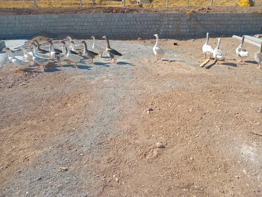 فروش غاز محلی|حیوانات مزرعه|مهاباد (آذربایجان غربی), |دیوار