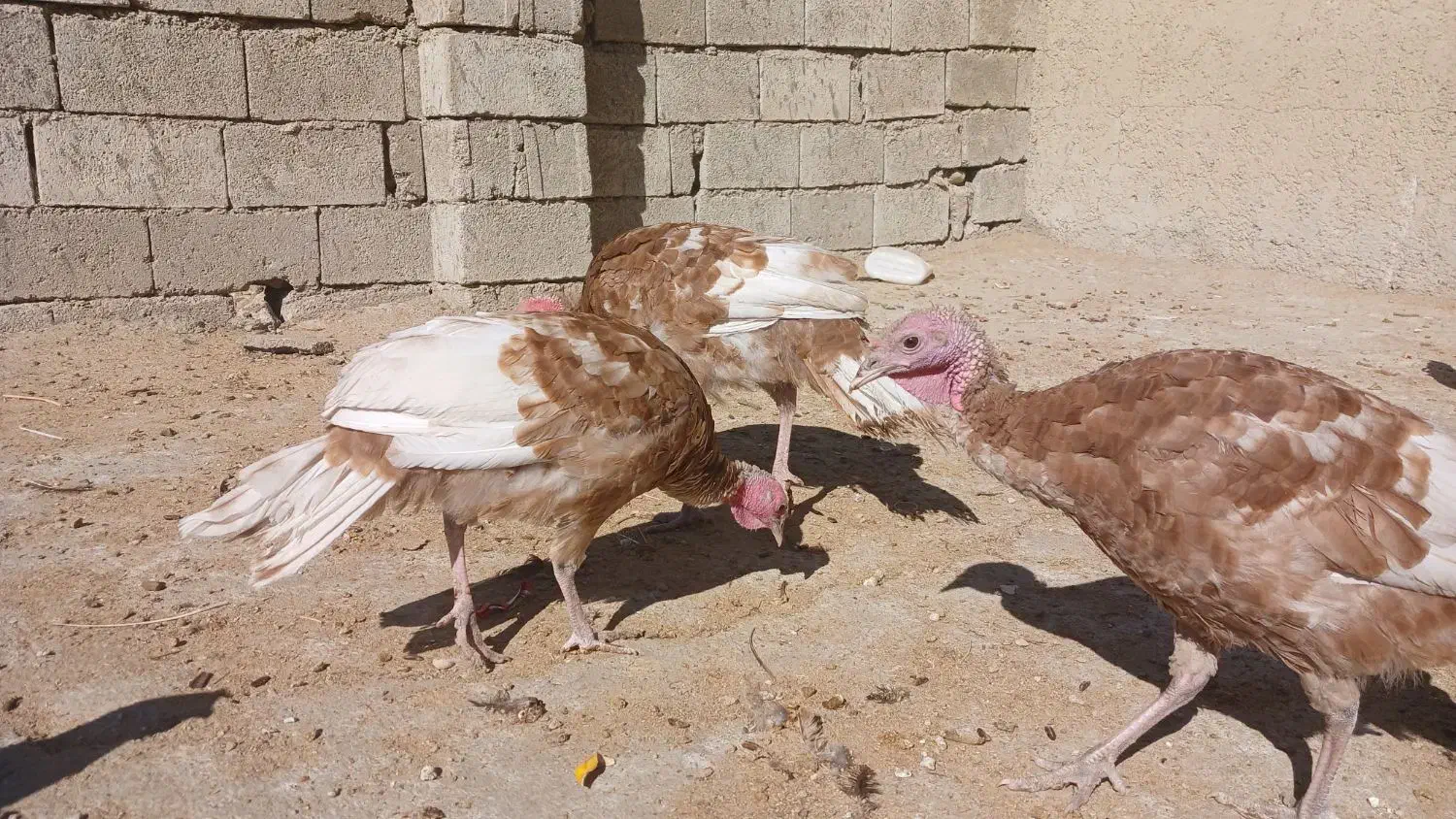 بوقلمون بوربون و برنز سنگین|حیوانات مزرعه|یاسوج, |دیوار