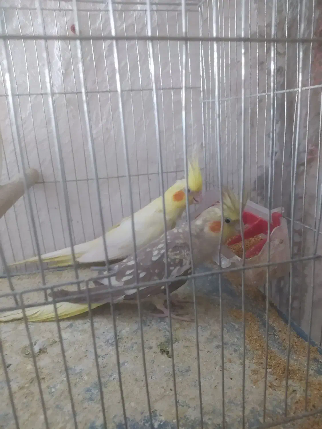 عروس هلندی|پرنده|کلاله, |دیوار