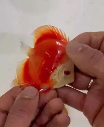 سالندار ماهی دیسکس با قیمت استثنایی|ماهی|رشت, خواهر امام|دیوار