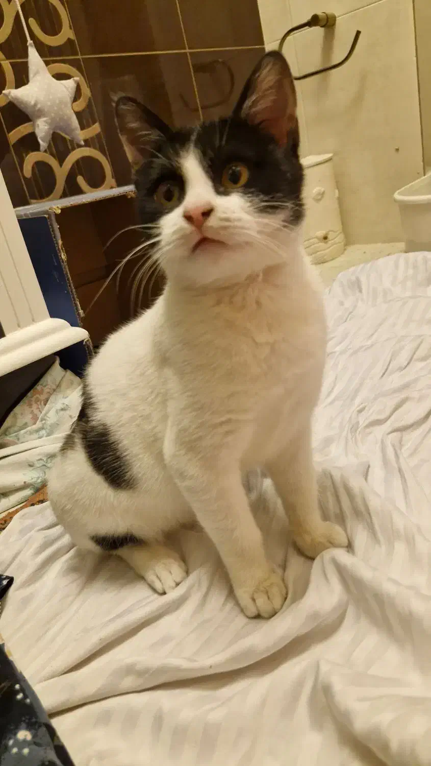 گربه|گربه|کرج, گوهردشت|دیوار