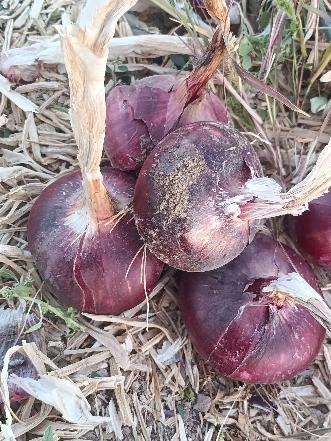 بذر پیاز قرمز|خدمات باغبانی و درختکاری|لیلان, |دیوار