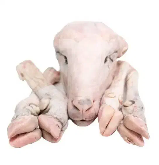 پخش آلایش گوسفندگوساله به قیمت کشتارگاه بسته بندی|خوردنی و آشامیدنی|مشهد, آزادشهر|دیوار