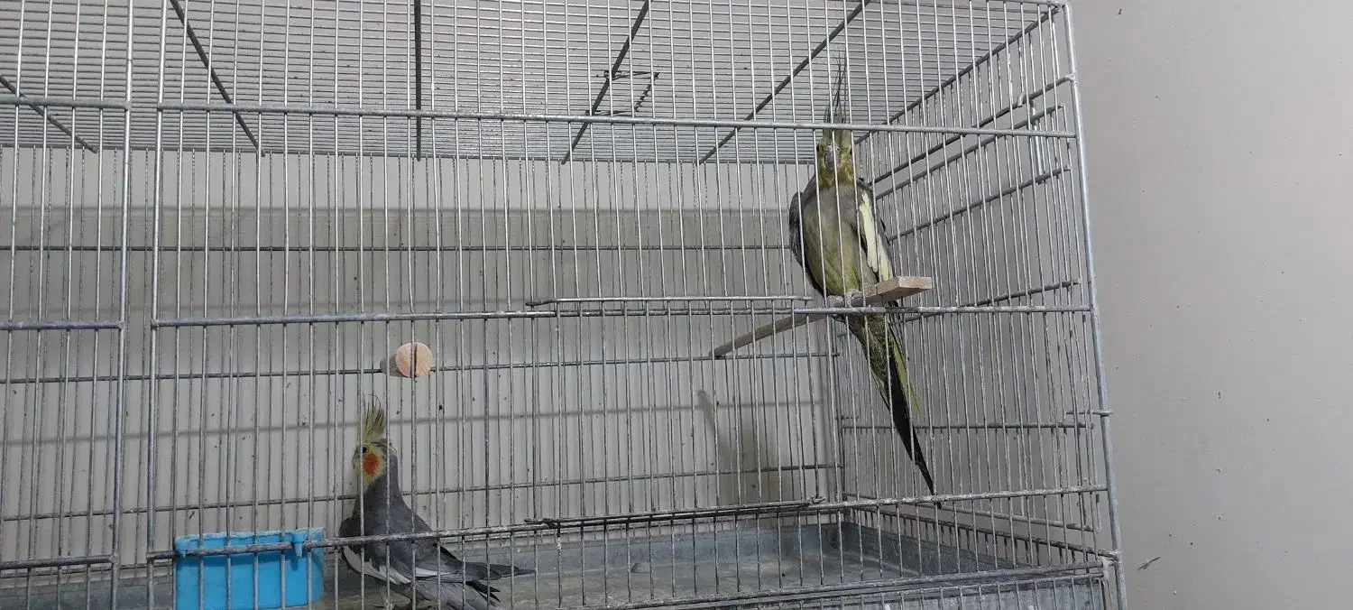 عروس بالغ|پرنده|قزوین, |دیوار