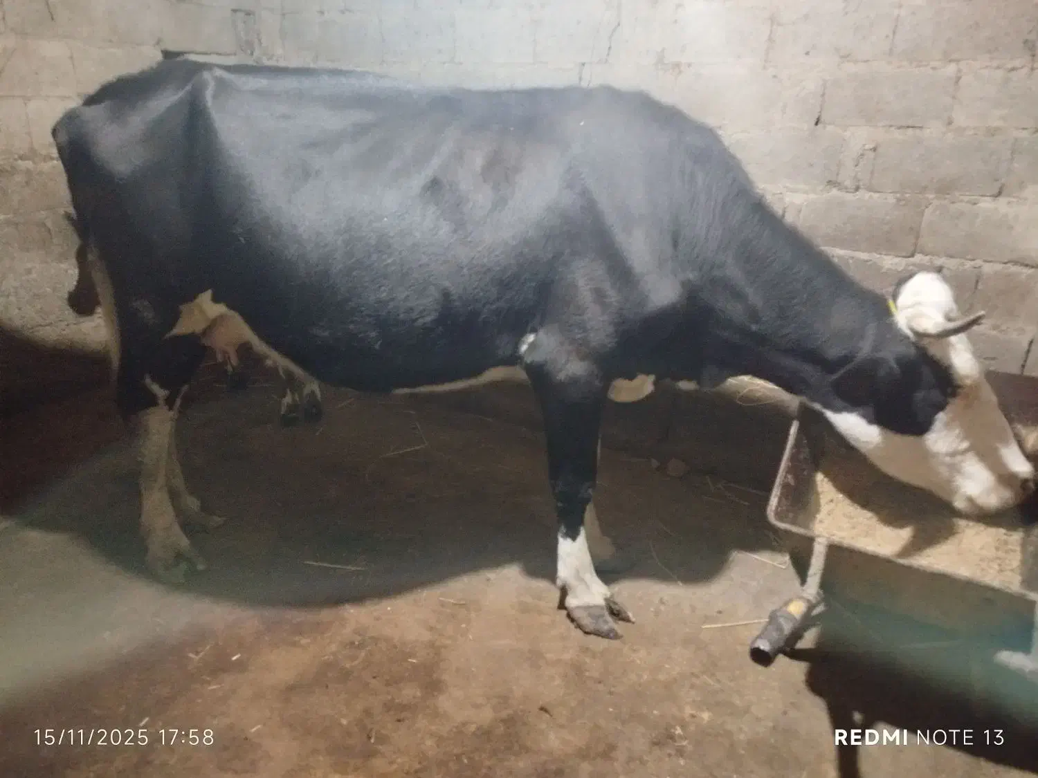 گاو مونت بیلیارد باگوساله نر جنس|حیوانات مزرعه|ماسال, |دیوار