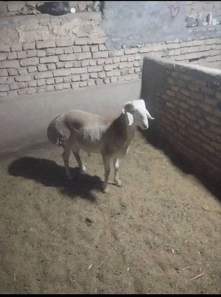 دوعددبره قوچی|حیوانات مزرعه|بوژگان, |دیوار