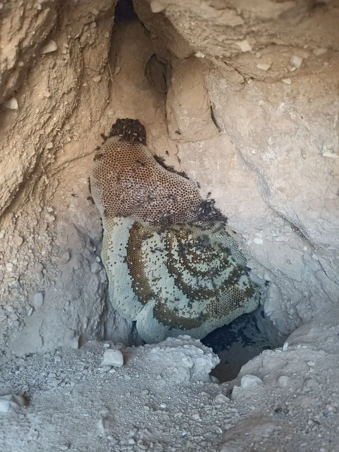 عسل وحشی|خوردنی و آشامیدنی|علامرودشت, |دیوار