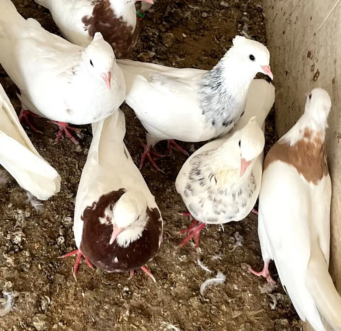 20 عدد طوقی|پرنده|شیراز, کوشک میدان|دیوار